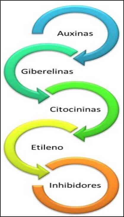 Las Auxinas Como Ejemplo De Hormonas Vegetales Opciones De Ejemplo 3549